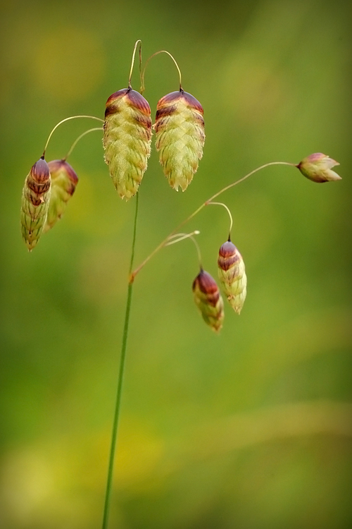 Briza maxima